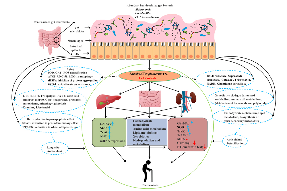 肠道菌龄与心脏健康的微观奥秘